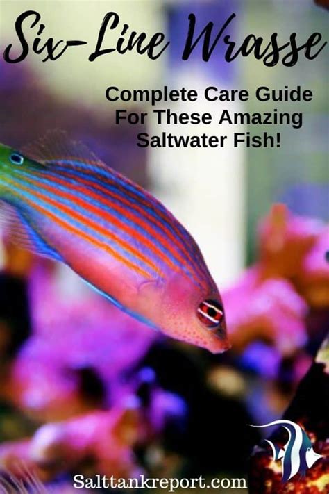 Six Line Wrasse Care – A Complete Care Guide.